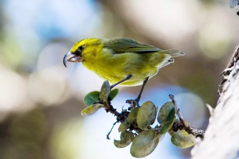 Kiwikiu robby kohley americanbirdconservancy.jpg