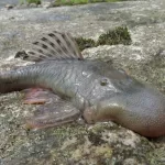 Cnn L19jb21wb25lbnRzL2ltYWdlL2luc3RhbmNlcy9jbTR3cnNva3AwMDBhM2Q1dnV5eXQ4Z3I3 L19jb21wb25lbnRzL2FydGljbGUvaW5zdGFuY2VzL2NtNHdrejFtMzAwNGwyN3A3aGRpbmRoamc= thumbnail 675.jpg