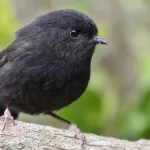 Black robin rangatira oscar thomas 1.jpg