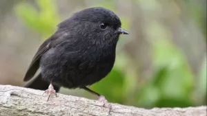 Black robin rangatira oscar thomas 1.jpg